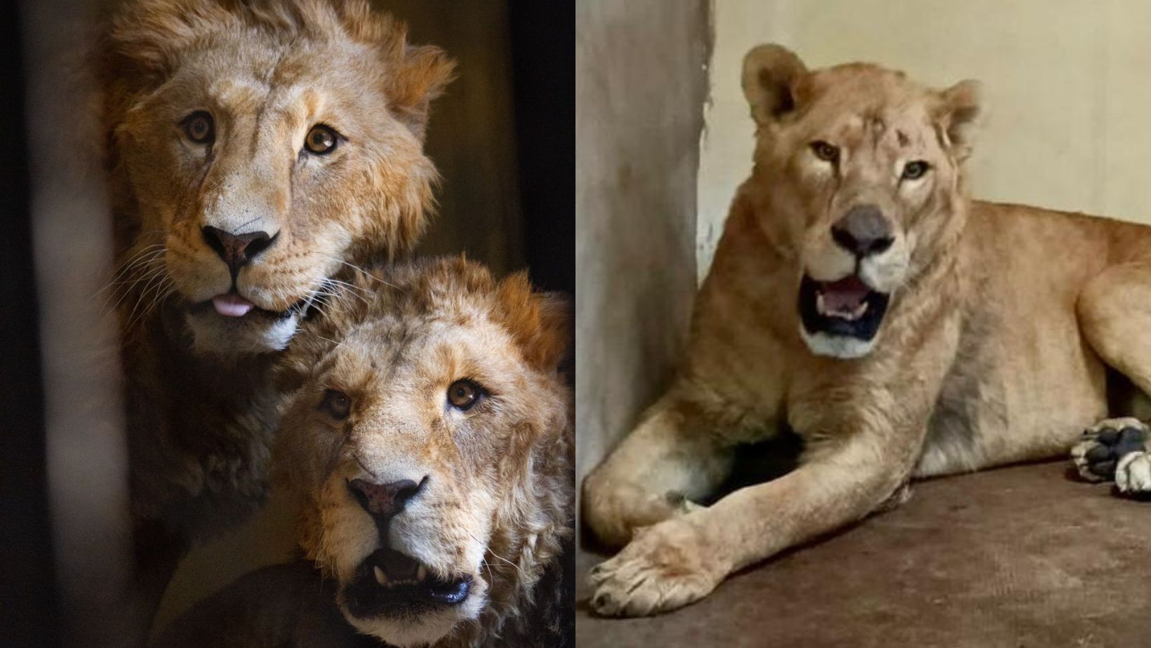 En un inicio los felinos pesaban entre 80 y 90 kilos, lo que era muy bajo para un león, y ahora están entre 120 y 130 kilos.
(Foto: Sedema)