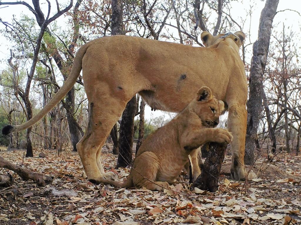Alegría en Senegal: tres cachorros de leones recién descubiertos dan  esperanza a los ambientalistas - Infobae