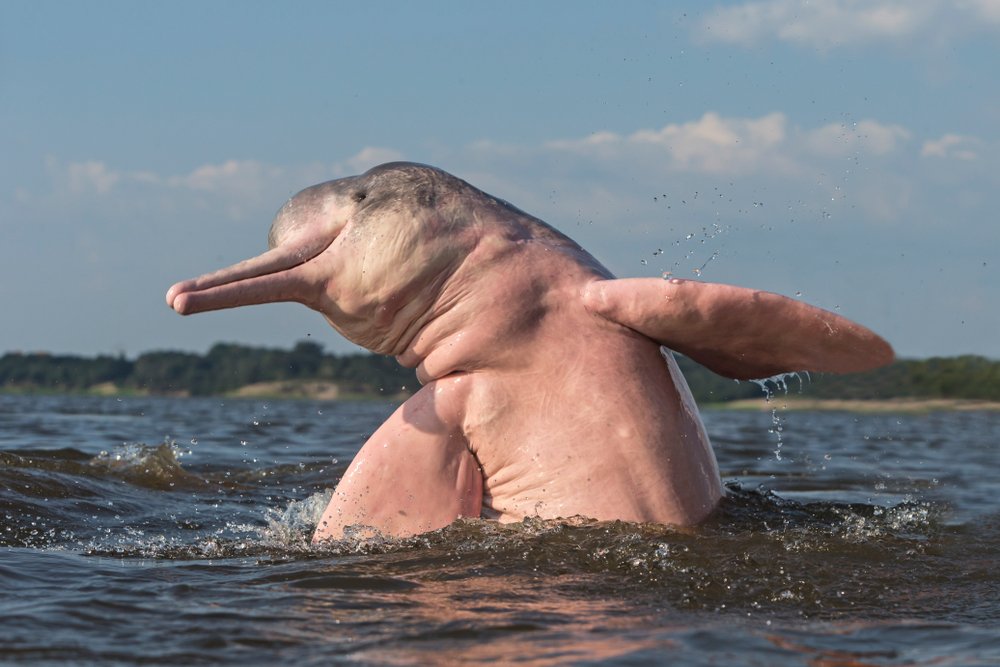 Qué tan raro es el delfín rosado?