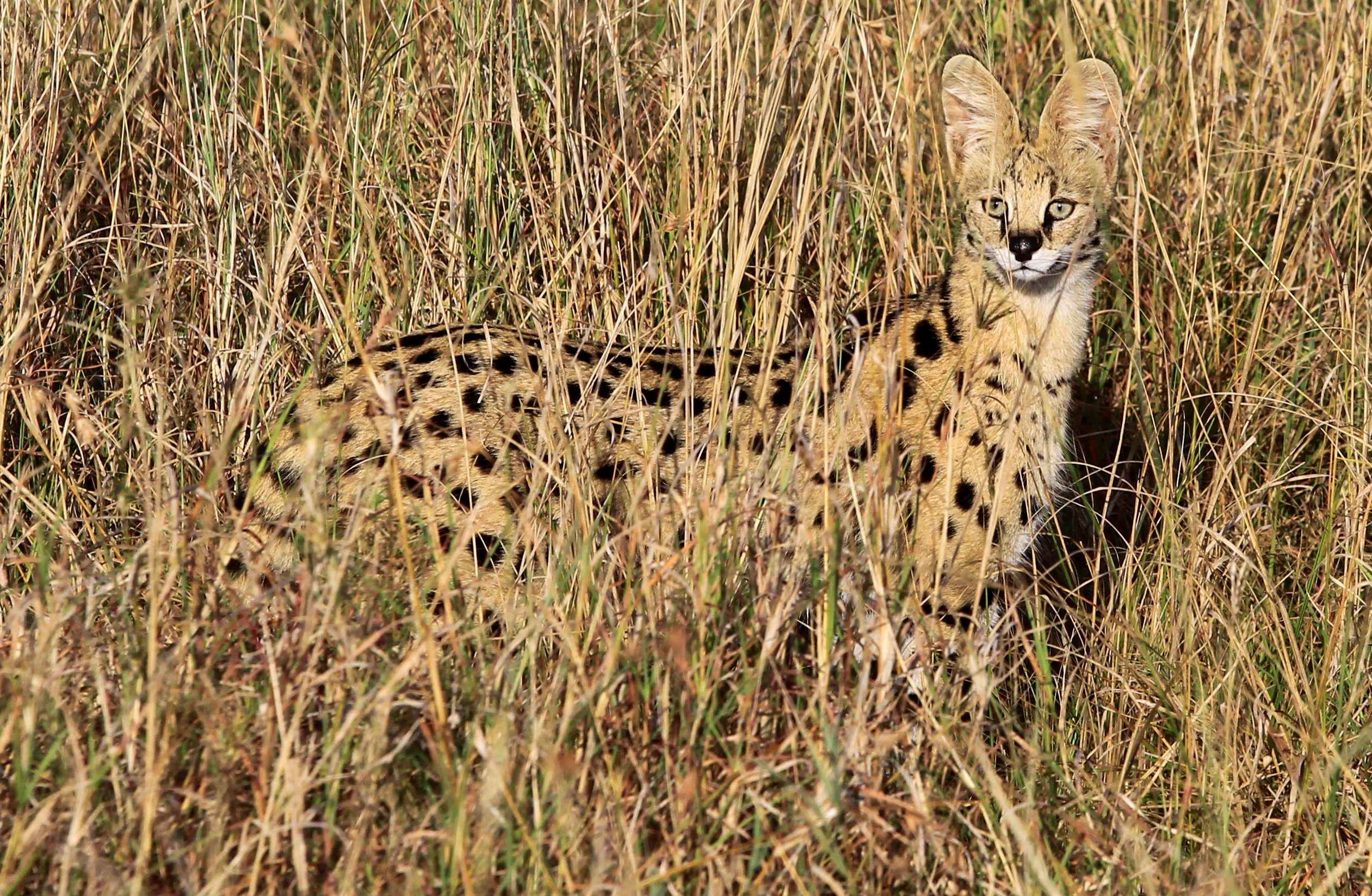 Foto de archivo de un gato serval en la Reserva Nacional de Maasai Mara en Kenia (REUTERS/Monicah Mwangi)