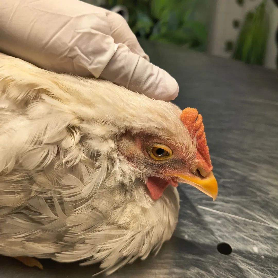 Denunciaron que un hombre maltrat&oacute; y desplum&oacute; a una gallina viva durante los festejos por el campeonato de Belgrano