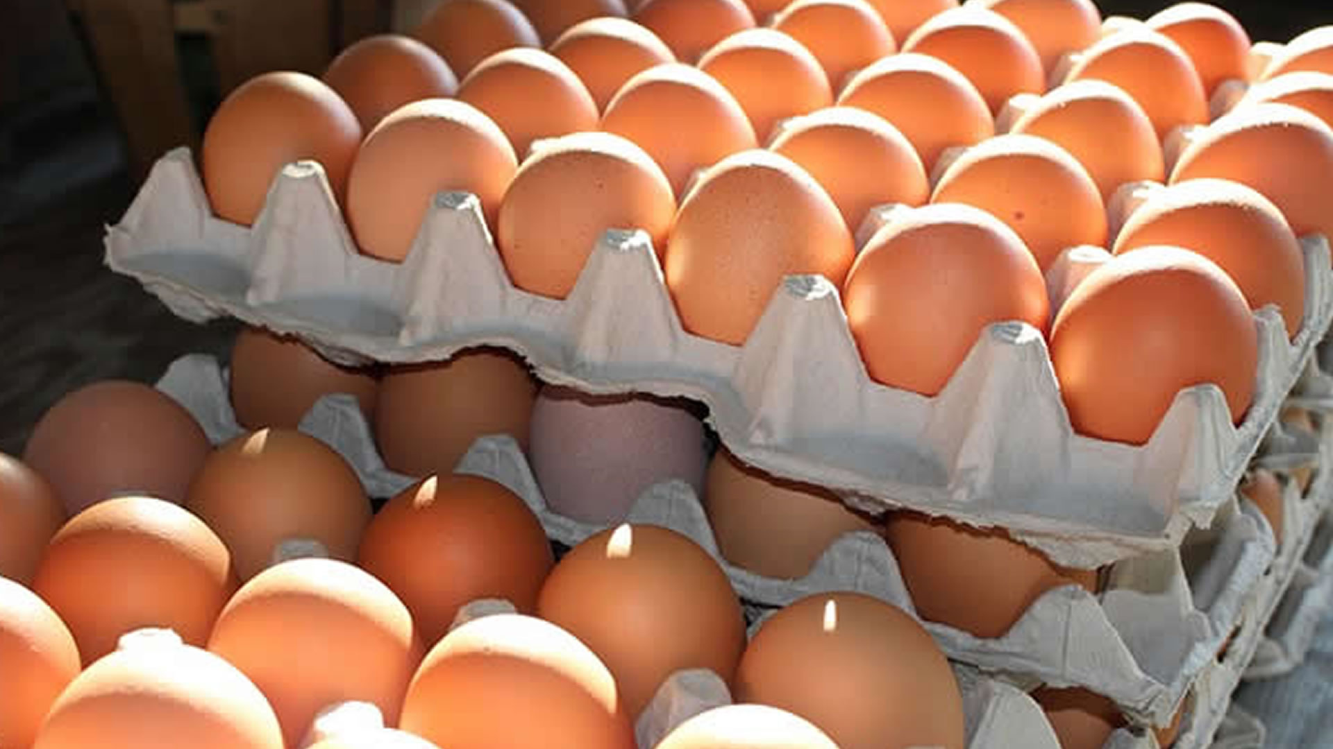 Entre las necesidades del sector avícola figura el pedido de avanzar con una reducción del IVA del 21% al 10,5% para los ovoproductos, como son el huevo líquido, yema, y sus derivados deshidratados o en polvo. 