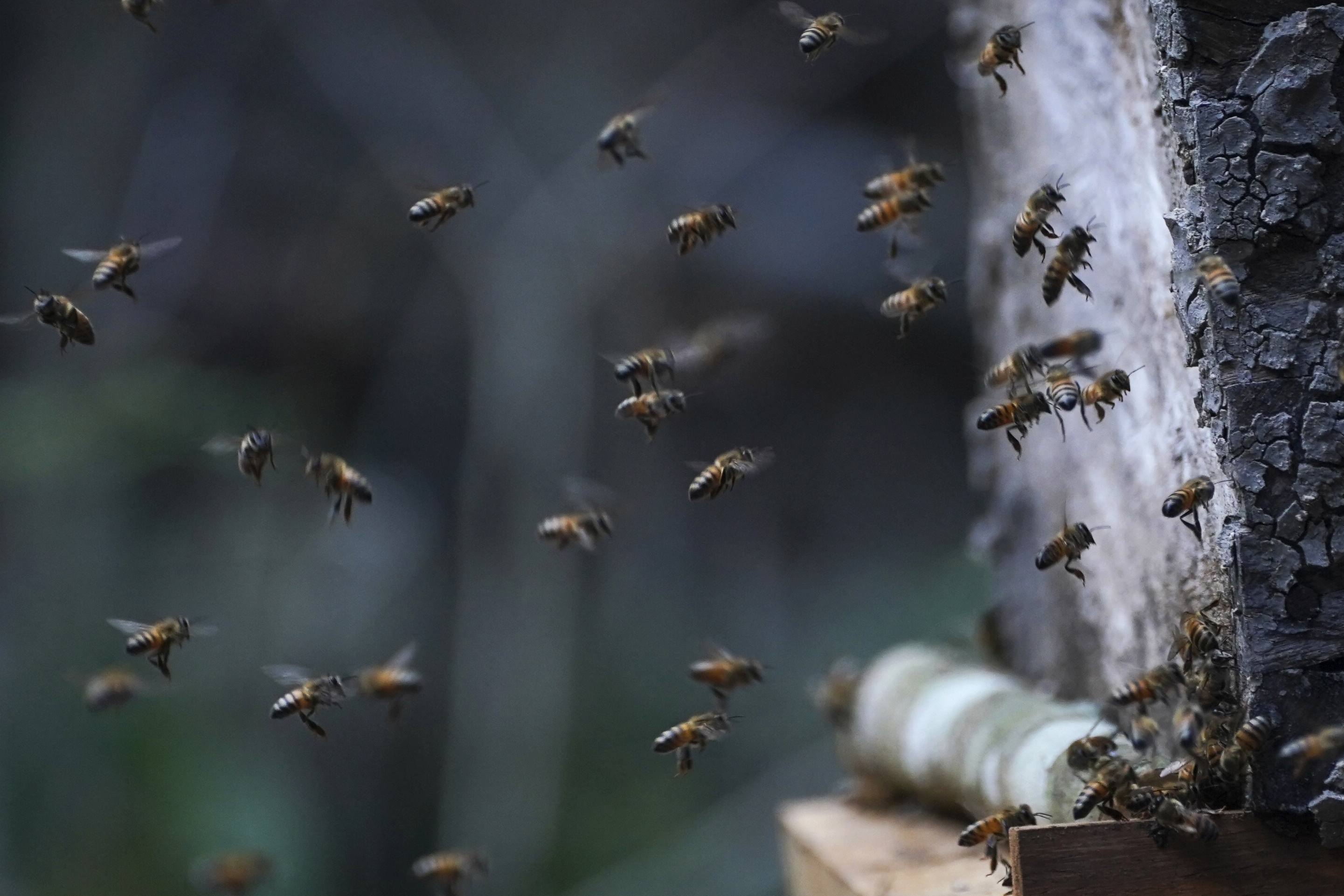 Enjambre de abejas africanas envió al hospital a 14 personas al sur de Antioquia
