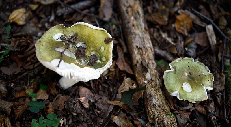 Amanita phalloides causa más del 90 por ciento de las muertes relacionadas con ingesta de hongos en todo el mundo /Archivo