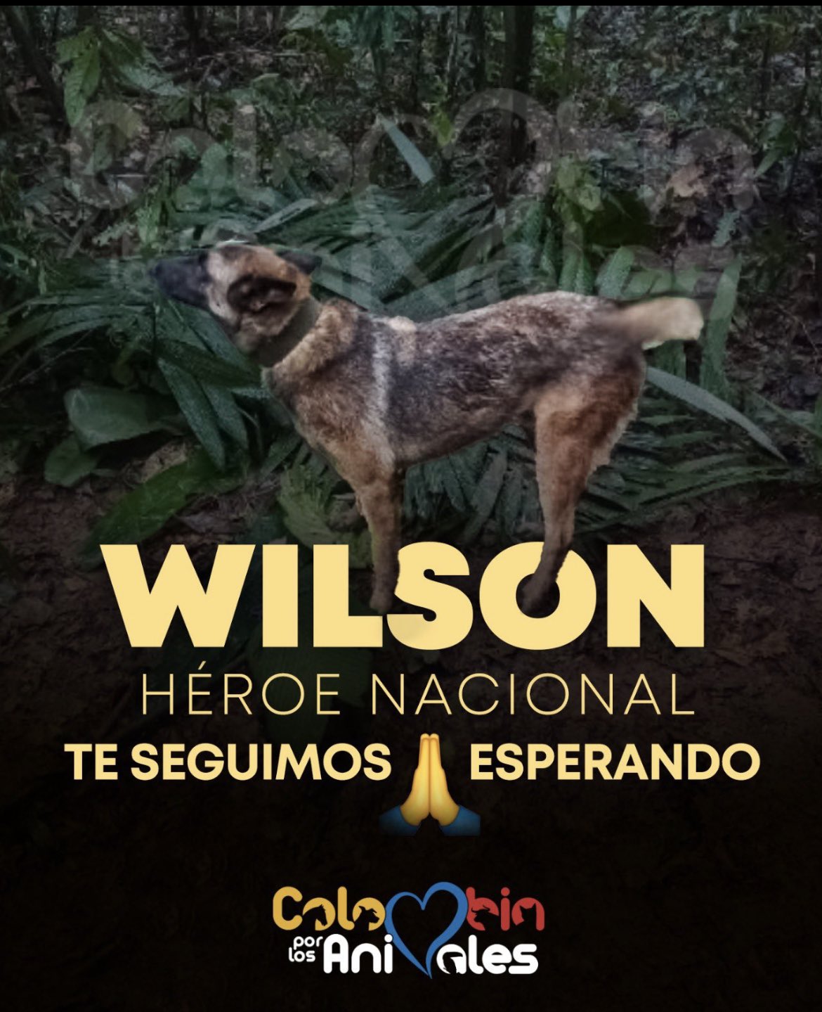 Piden que el perro Wilson sea condecorado como héroe nacional