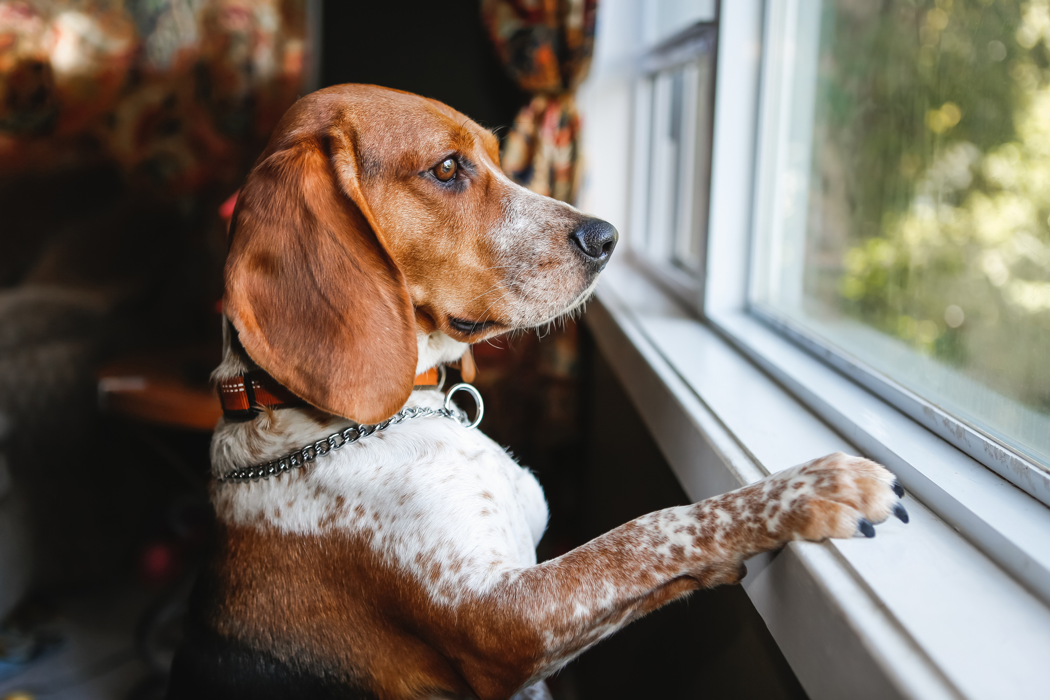 Para nuestro perro el territorio es la casa, donde está la guarida, la madriguera y donde está su familia multiespecie (Getty Images)