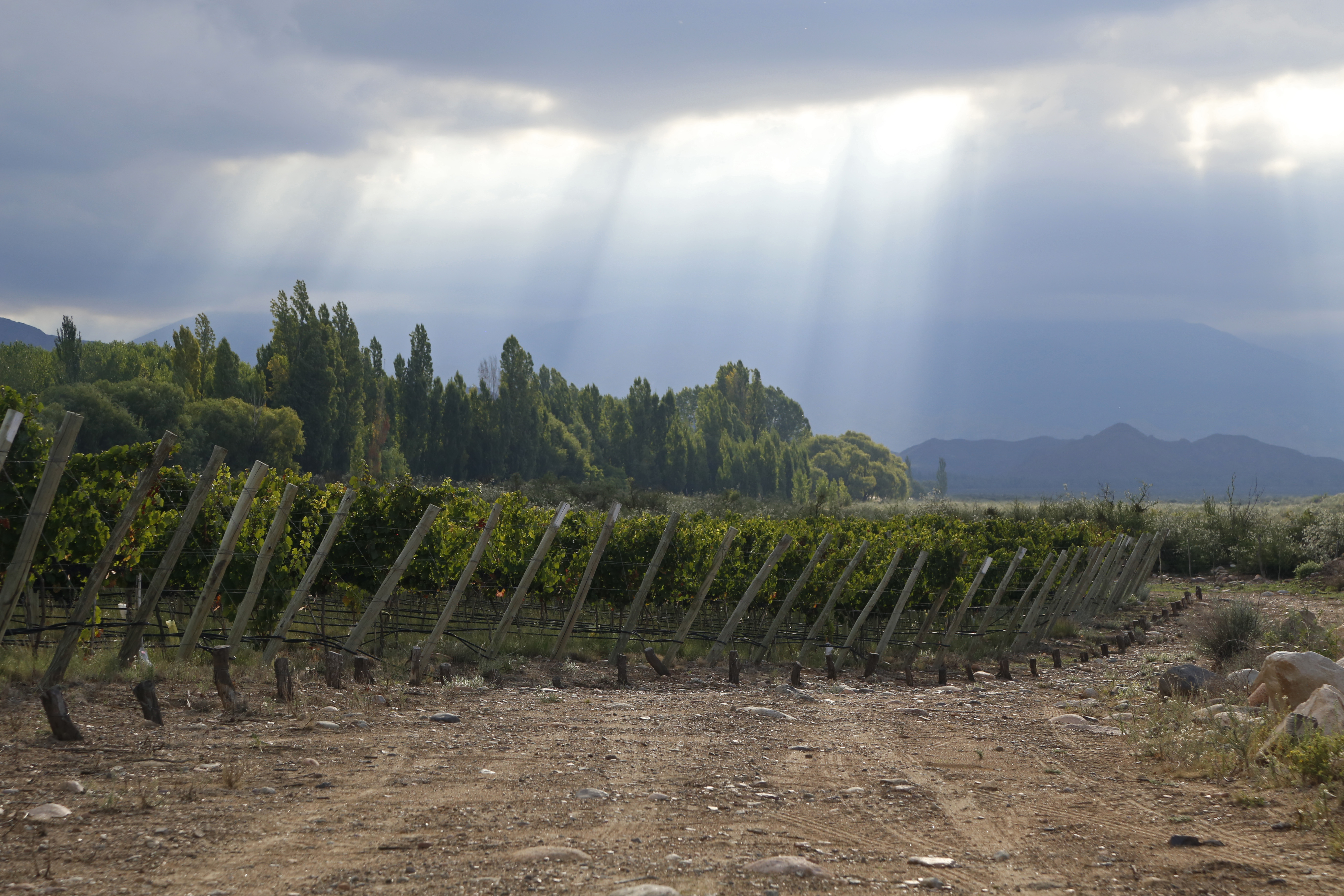 Entre la gran variedad de vinos que se producen en Argentina, el Malbec es el más ponderado