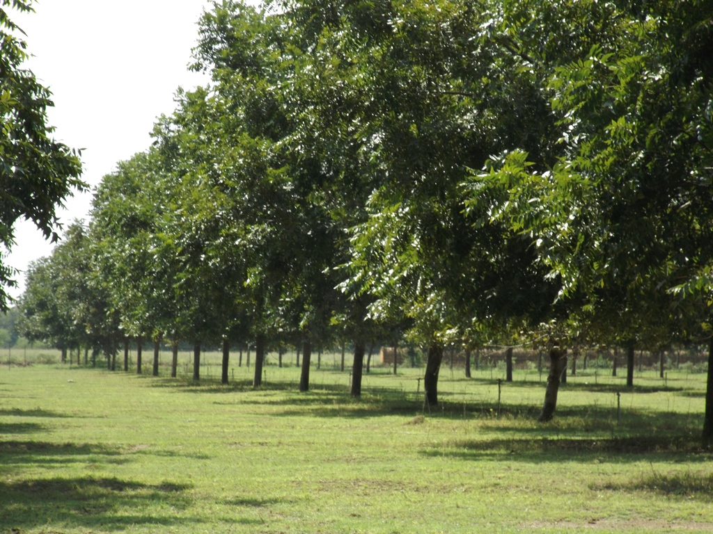 El árbol de nogal tiene diversas propiedades medicinales. (Gobierno de Coahuila)