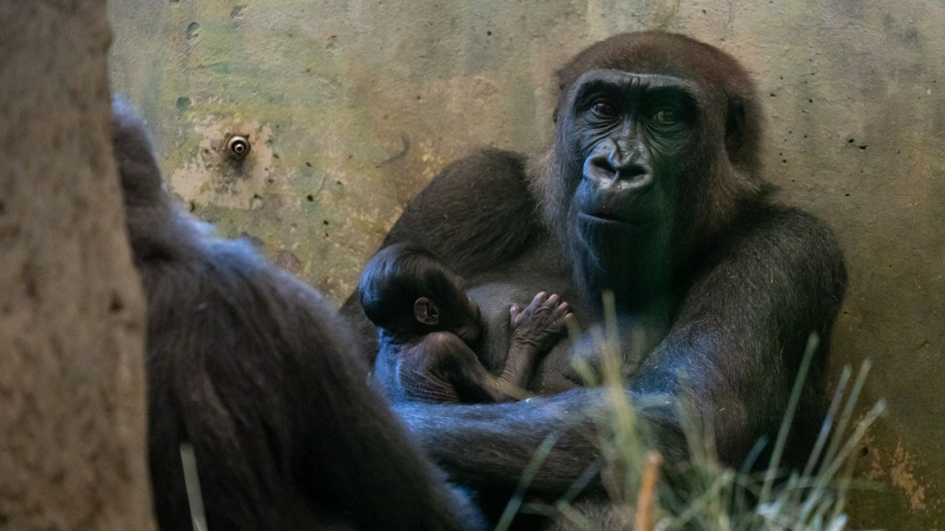 El inesperado caso de un gorila “macho” que dio a luz a su bebé en un  zoológico - Infobae