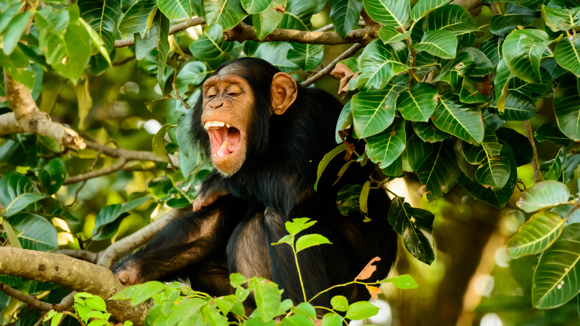 Chimpancé. Su población está disminuyendo por la desaparición de los bosques a causa de la minería, la ganadería, la tala y otras formas de explotación de los recursos naturales en el África (Getty Images)
