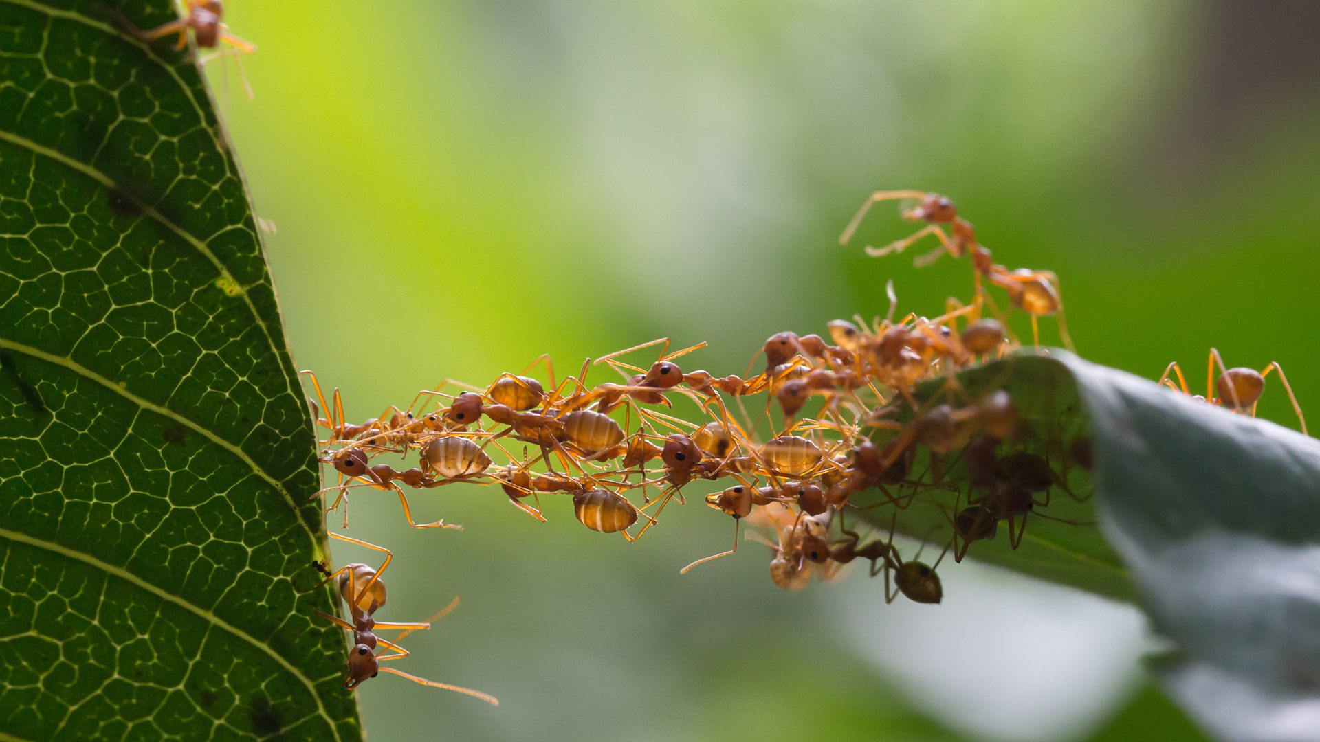 Las mayores poblaciones de hormigas se encuentran en las zonas cálidas de la Tierra (Getty)