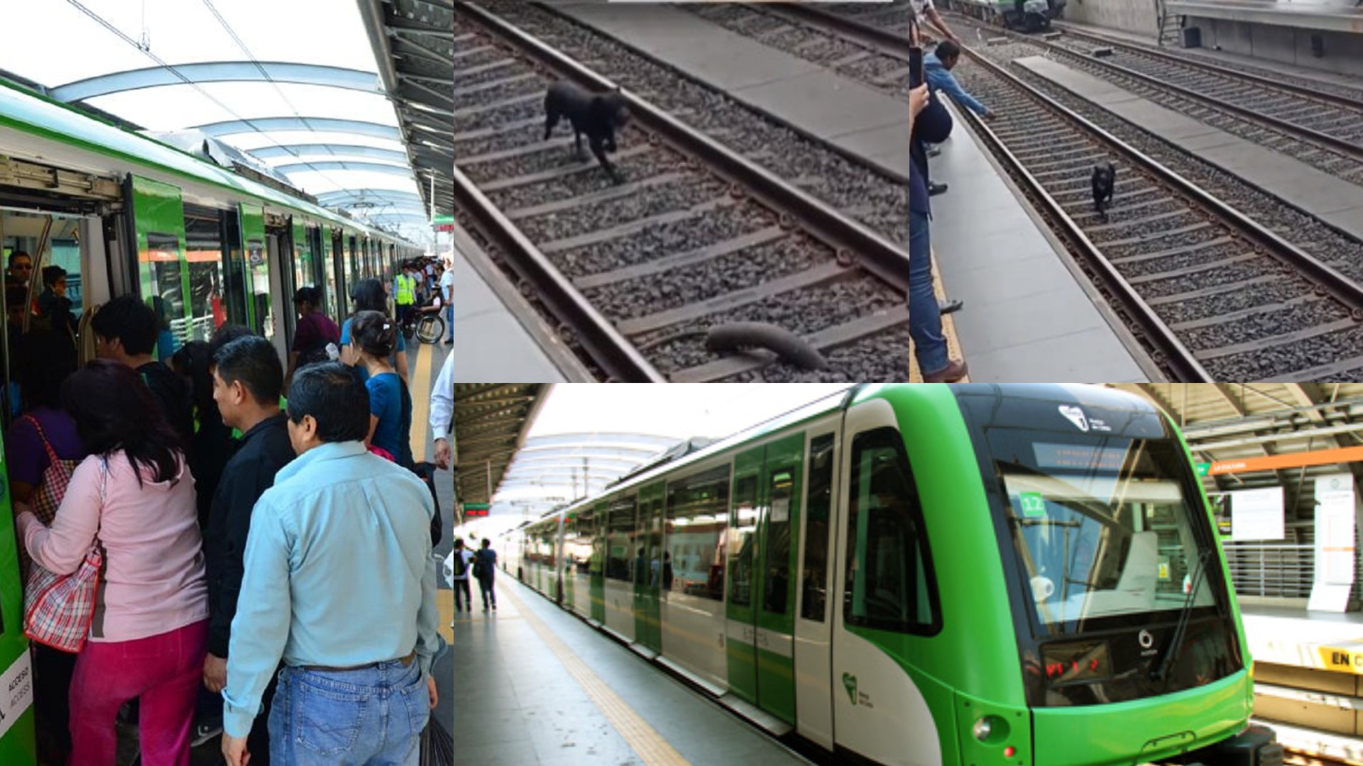 Línea 1 del Metro de Lima: Perrito entró a vías del tren y paralizó tránsito por más de una hora