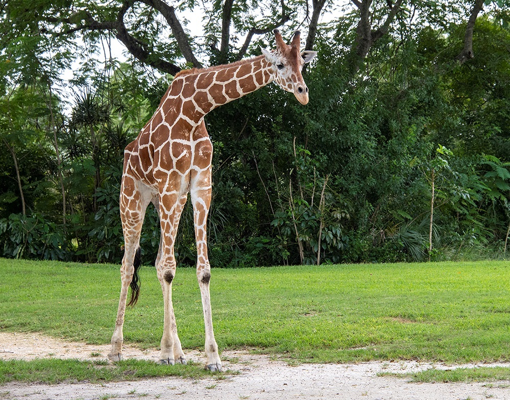 El nuevo estudio sugirió que primero fueron las luchas las que provocaron ese crecimiento del cuello de las jirafas, y luego eso benefició su forma de comer (EFE/ Zoo Miami)
