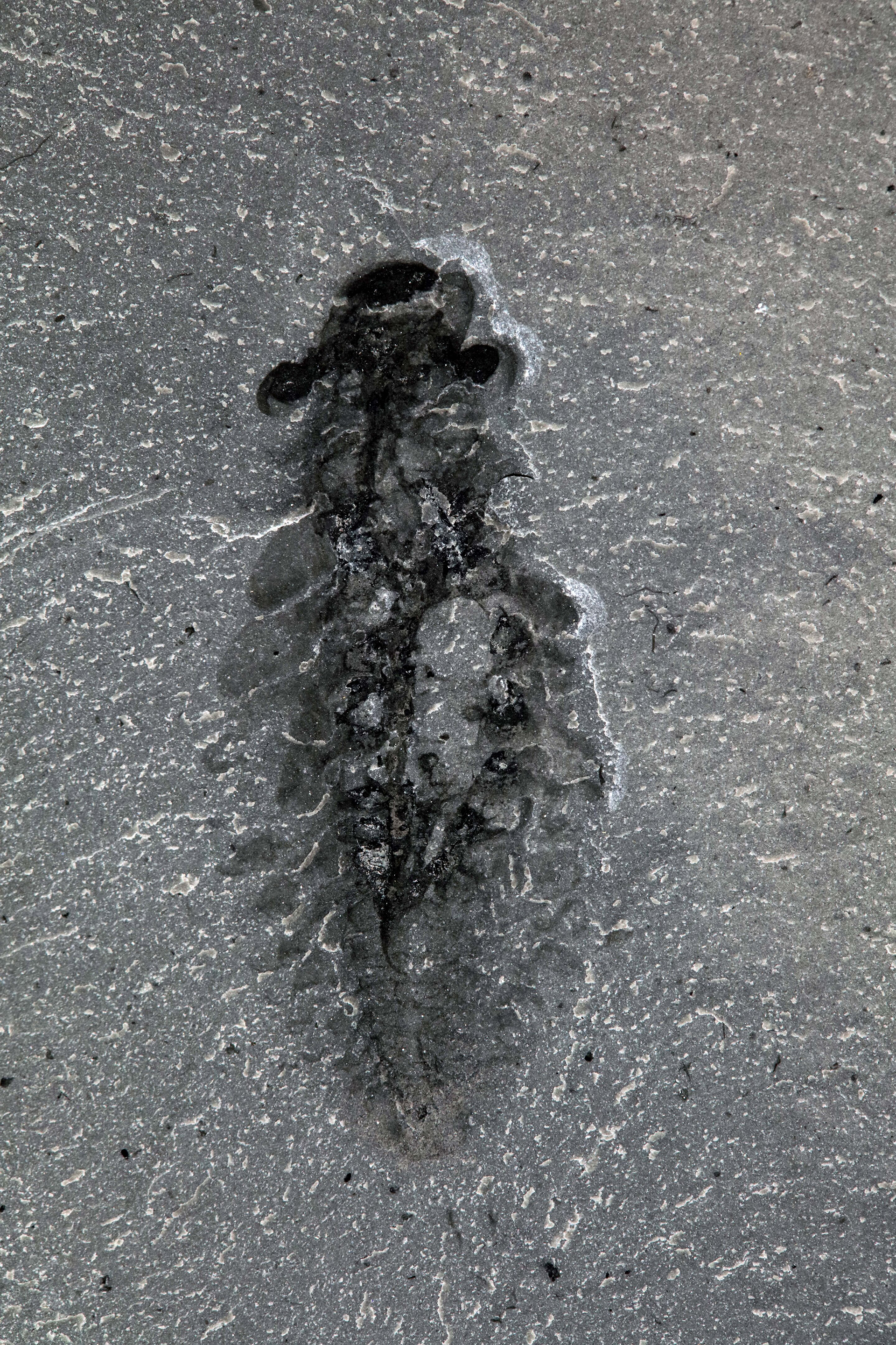 Espécimen fósil de Stanleycaris hirpex. El material oscuro dentro de la cabeza son los restos de tejido nervioso, muestra ROMIP 65674.2 
Crédito: Jean-Bernard Caron, gentileza Museo Real de Ontario