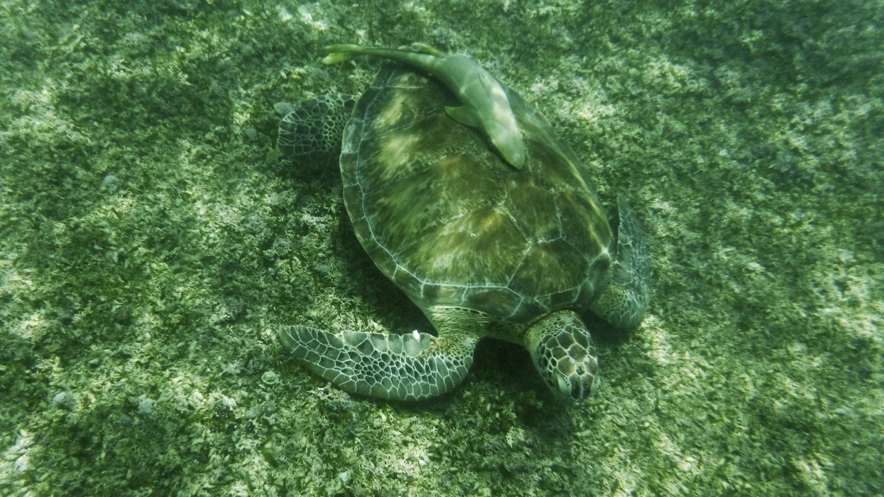 Los investigadores encontraron que las tortugas a menudo viajaban en rutas tortuosas cuando navegaban por distancias cortas, lo que sugiere que el sentido de navegación de los animales es poco preciso en mar abierto (Foto: @Cuartoscuro)