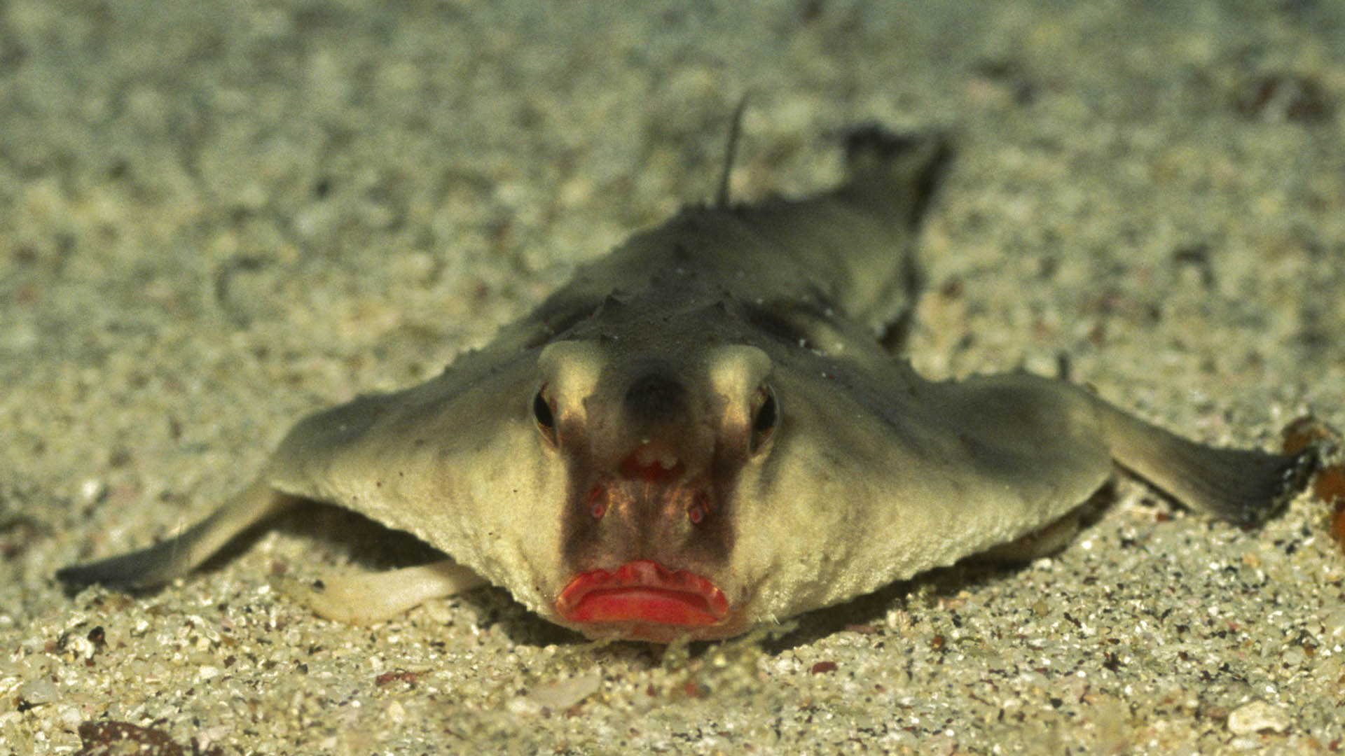 La alimentación del pez murciélago de labios rojos es piscívora y se basa principalmente en moluscos, crustáceos, camarones y pequeños peces (Getty Images)