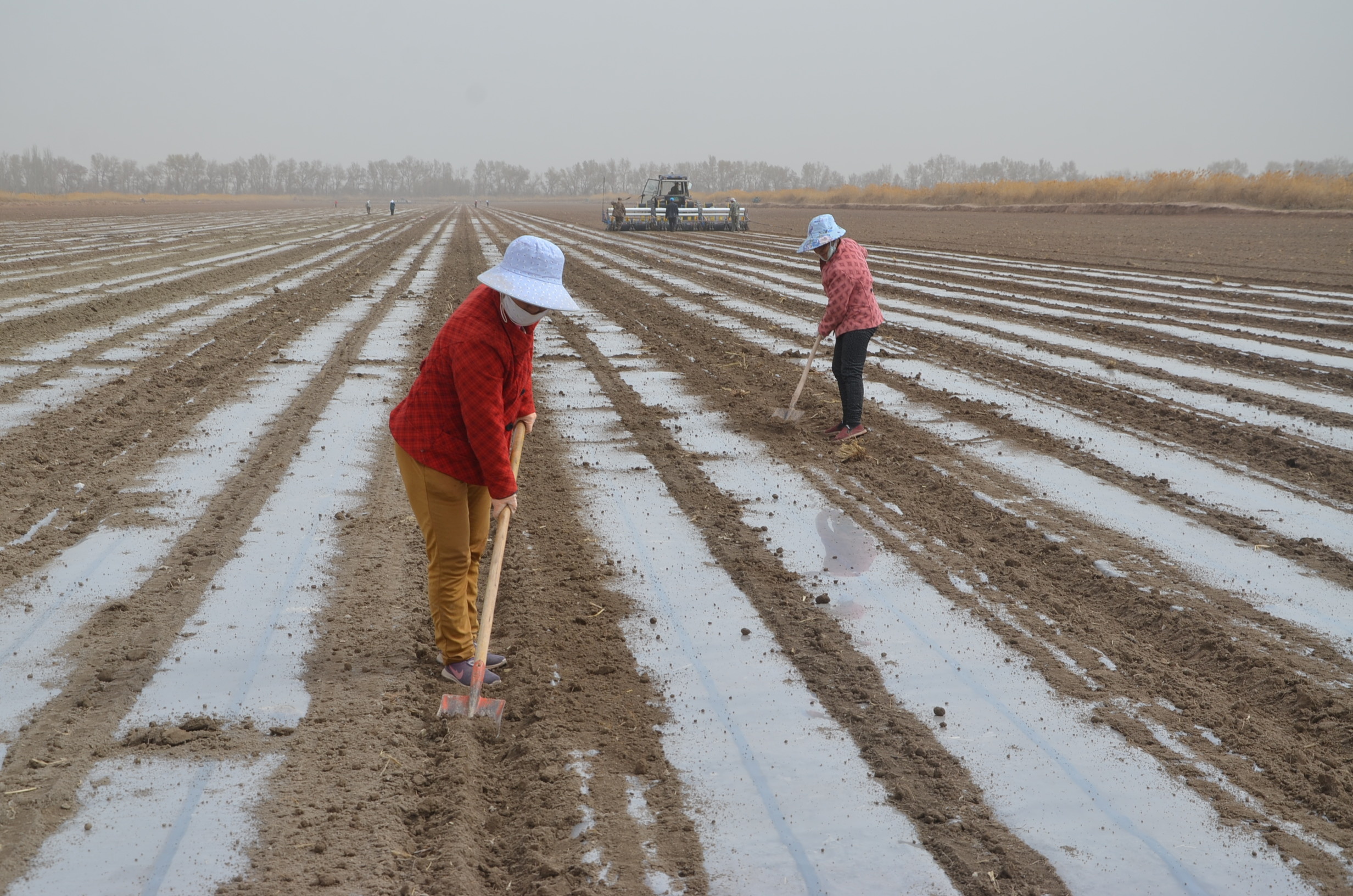 Una máquina sembradora de precisión siembra semillas cerca de los trabajadores que trabajan en un campo de algodón del Cuerpo de Producción y Construcción de Xinjiang. Las marcas occidentales denunciaron la explotación humana en aquella región china (Reuters)