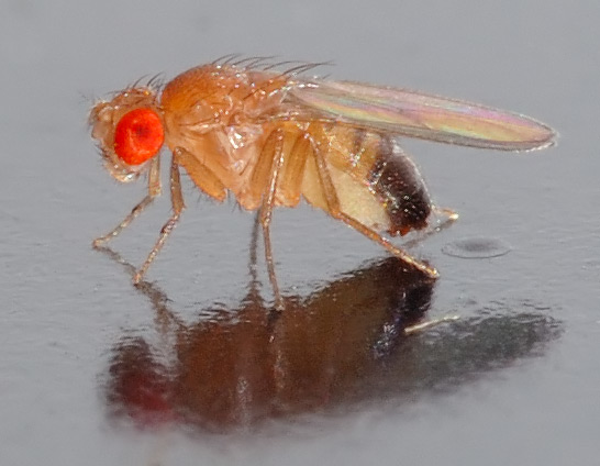 Some experiments used the fruit fly, which generally serves as a model for research related to human health.