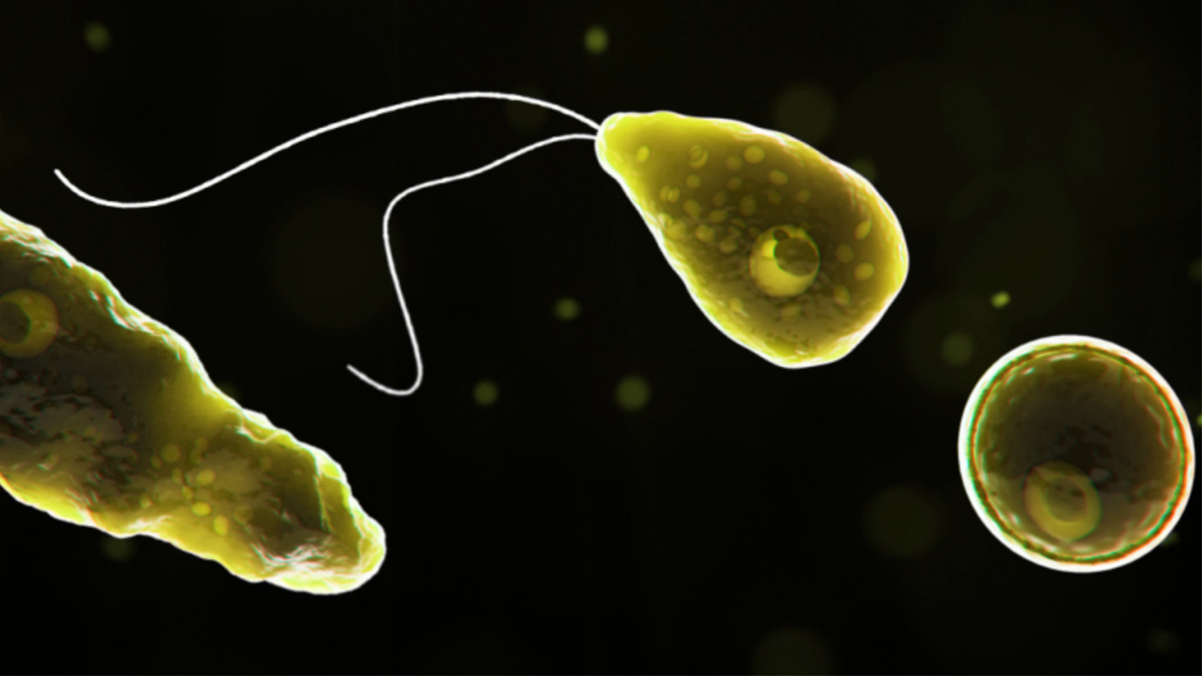"Naegleria fowleri" es un organismo vivo unicelular que puede causar una infección rara y devastadora del cerebro. Foto: Centros para el Control y la Prevención de Enfermedades
