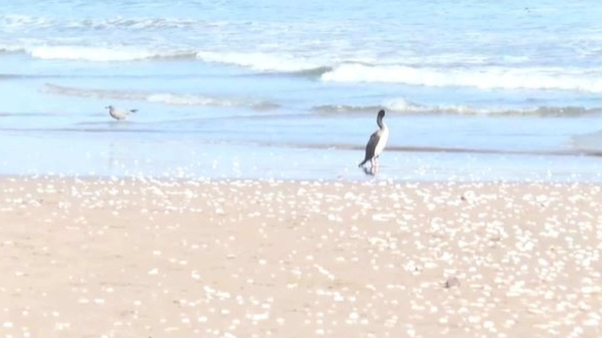 Preocupación tras misteriosa aparición de aves muertas en playa chilena