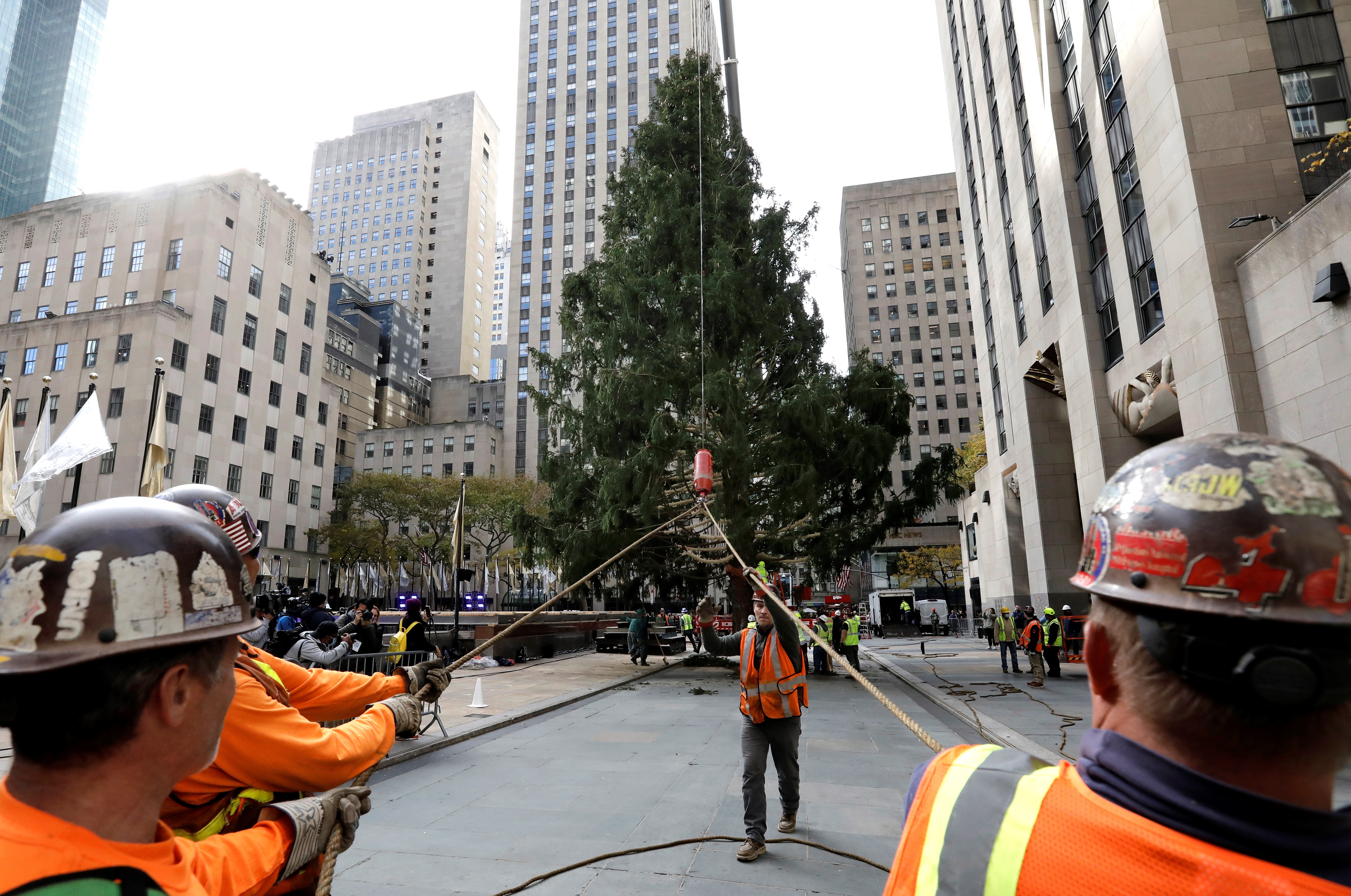 Llega a Nueva York árbol del Rockefeller Center que marca inicio de Navidad  - Infobae