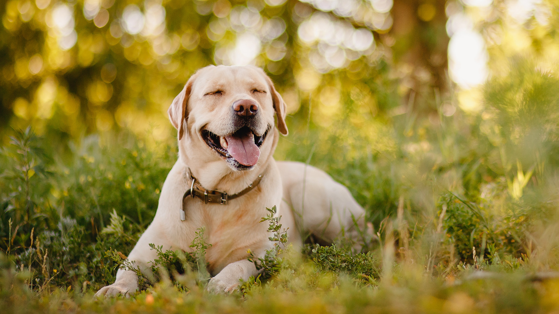 Algunos de los trabajos comunes de un laboratorio es ser un perro guía (Shutterstock.com)