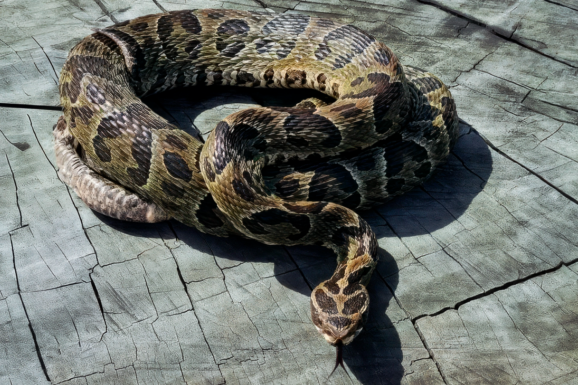 “No vas a tocar la pelota, nene”: la historia completa de cómo Ruggeri le “arruinó” el debut en Primera a Lionel Scaloni