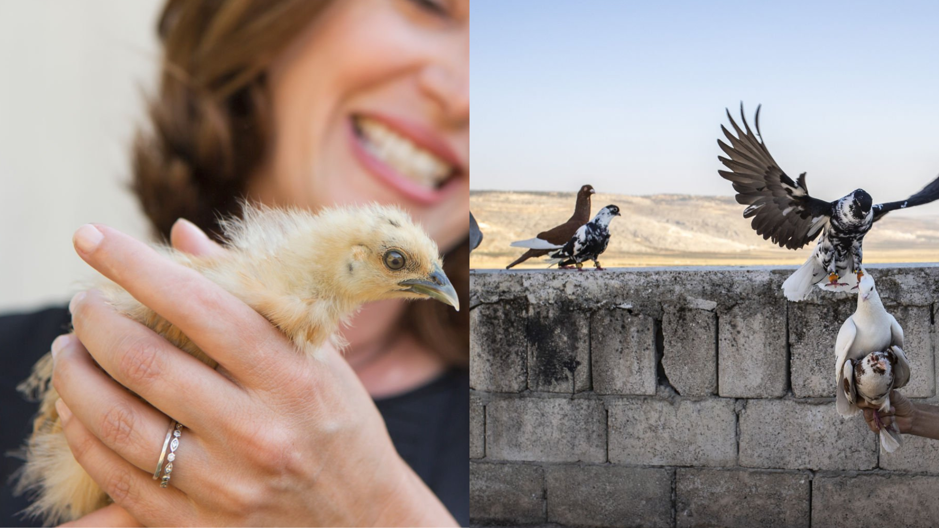 Descifrando Dichos Populares ¿qué Significa “me Lo Dijo Un Pajarito