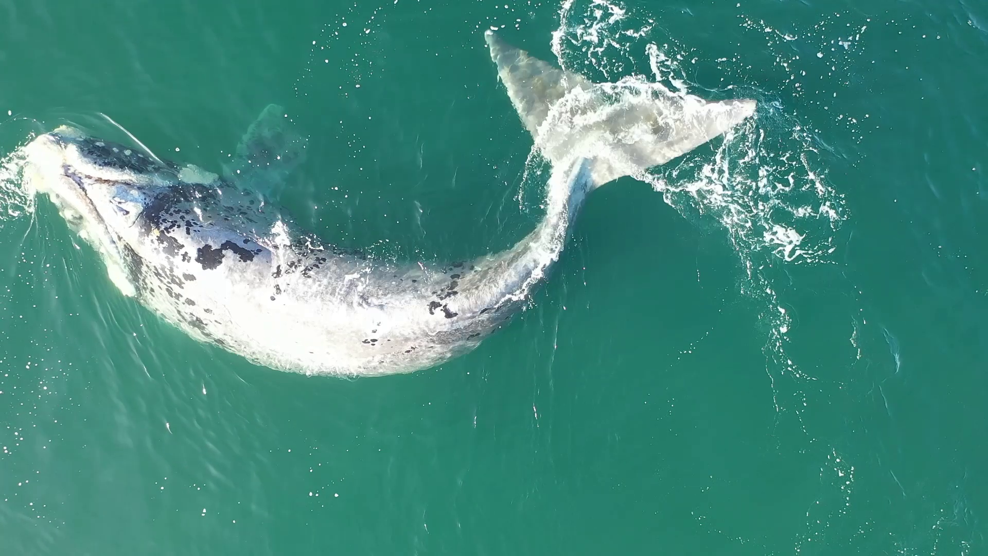 Esta ballena se llama "Mangata" que significa "reflejo de la Luna sobre el mar". Se lo pusieron por el color del animal/Programa de investigación y monitoreo de ballenas Golfo San Matías - Fundación Azara