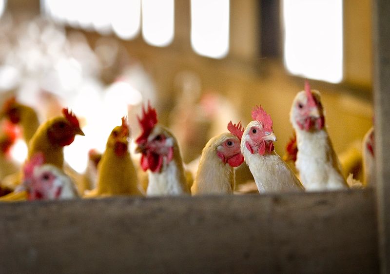 Varios países, entre ellos Argentina, confirmaron la presencia de gripe aviar en aves de corral (REUTERS/Michael Kooren)