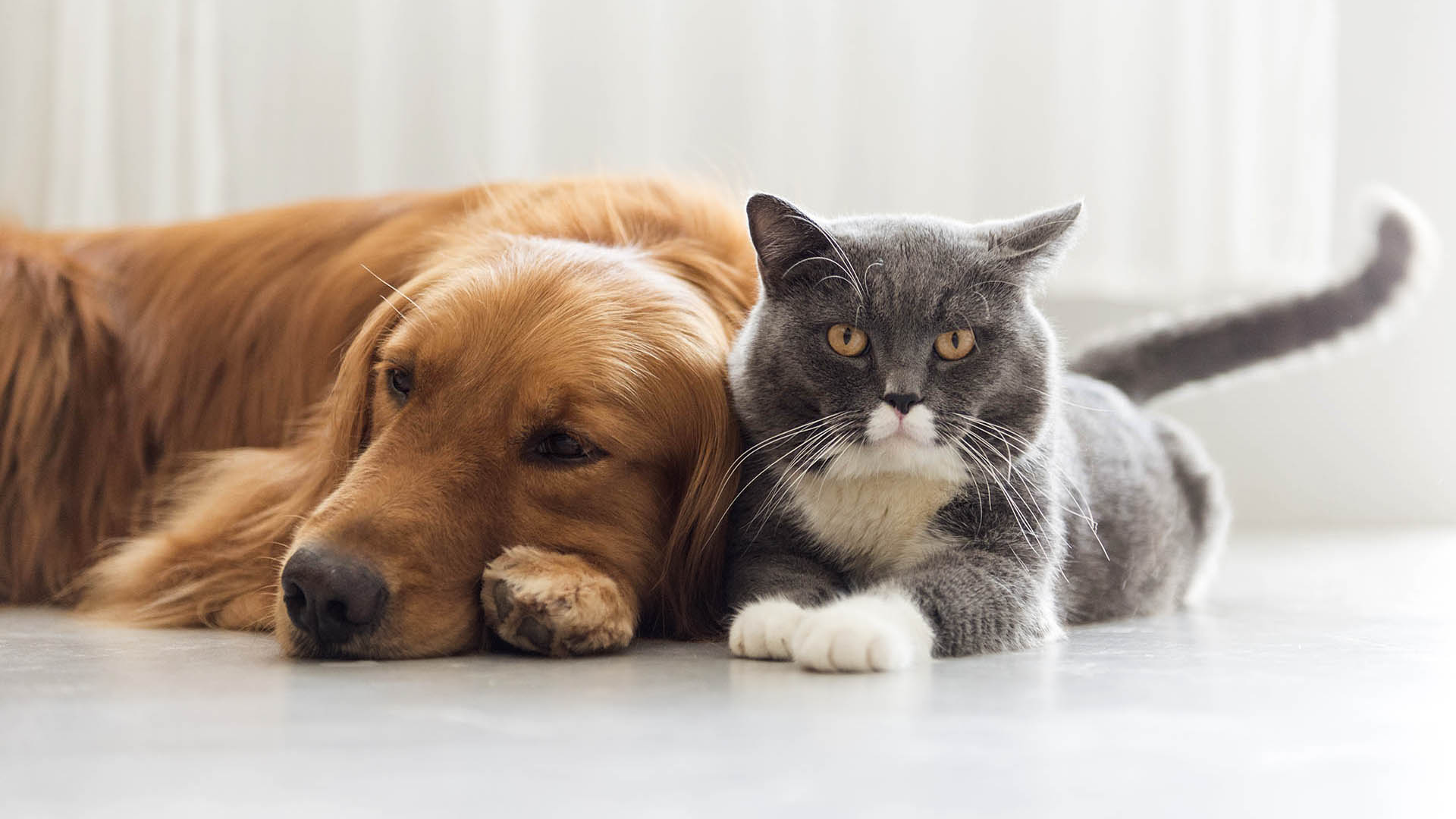 Los perros y gatos son los animales de afecto y compañía más habituales por eso es importante garantizar o intentar por lo menos su sana convivencia (Getty Images)