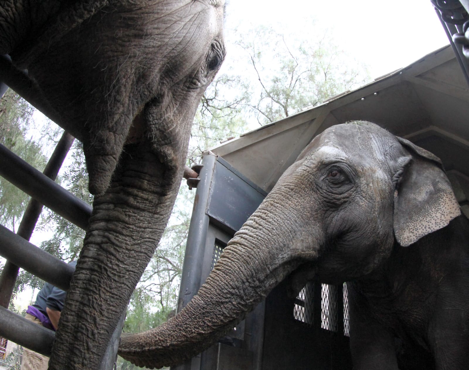 Las elefantas ‘Pocha’ y ‘Guillermina’ fueron trasladadas al mismo lugar en mayo de este año
