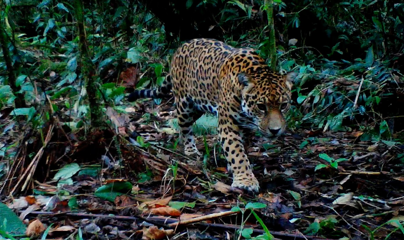 En video captaron por primera vez un jaguar en el departamento del Huila