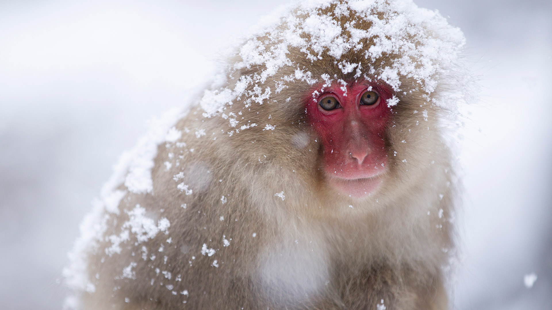 Son conocidos también como “monos de la nieve” por su presencia en los paisajes nevados japoneses