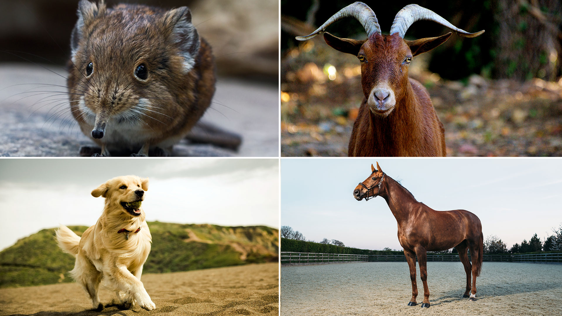 Musarañas, cabras y hasta caballos y perros: los animales que pueden transmitir el nuevo virus detectado en China