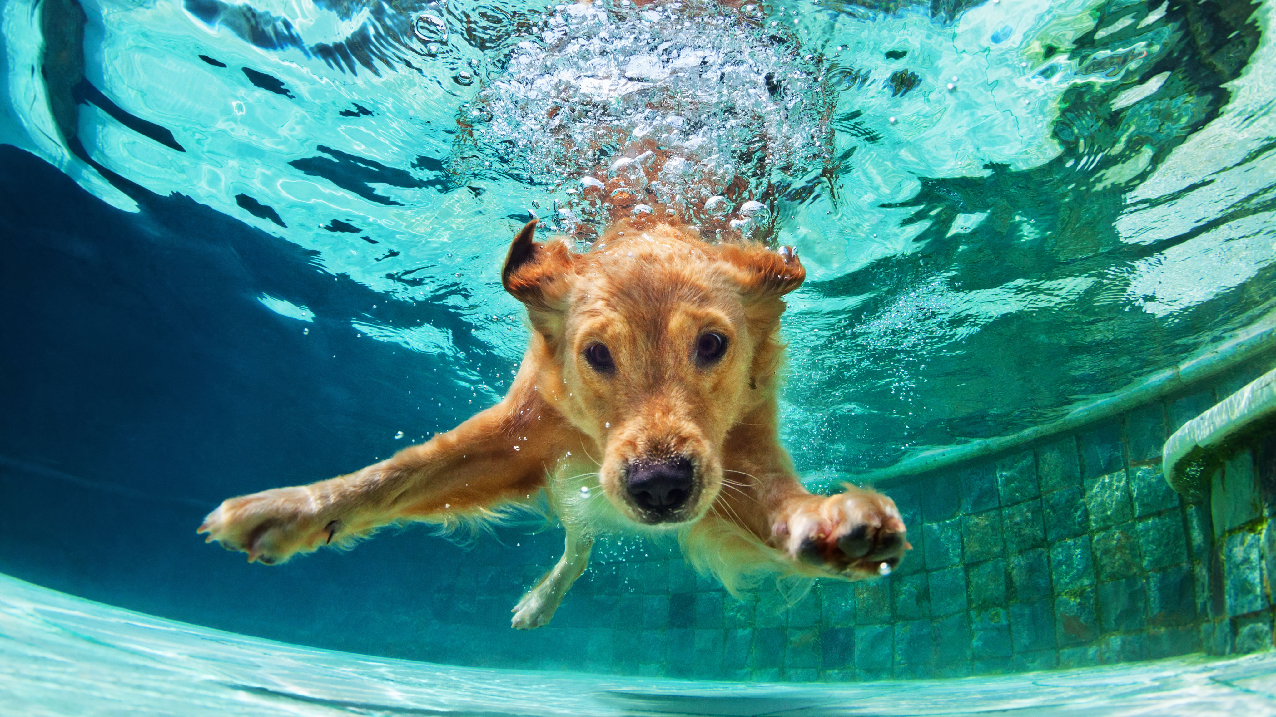 Los perros y el verano: 10 consejos para disfrutar a pleno la temporada 
 (Shutterstock.com)