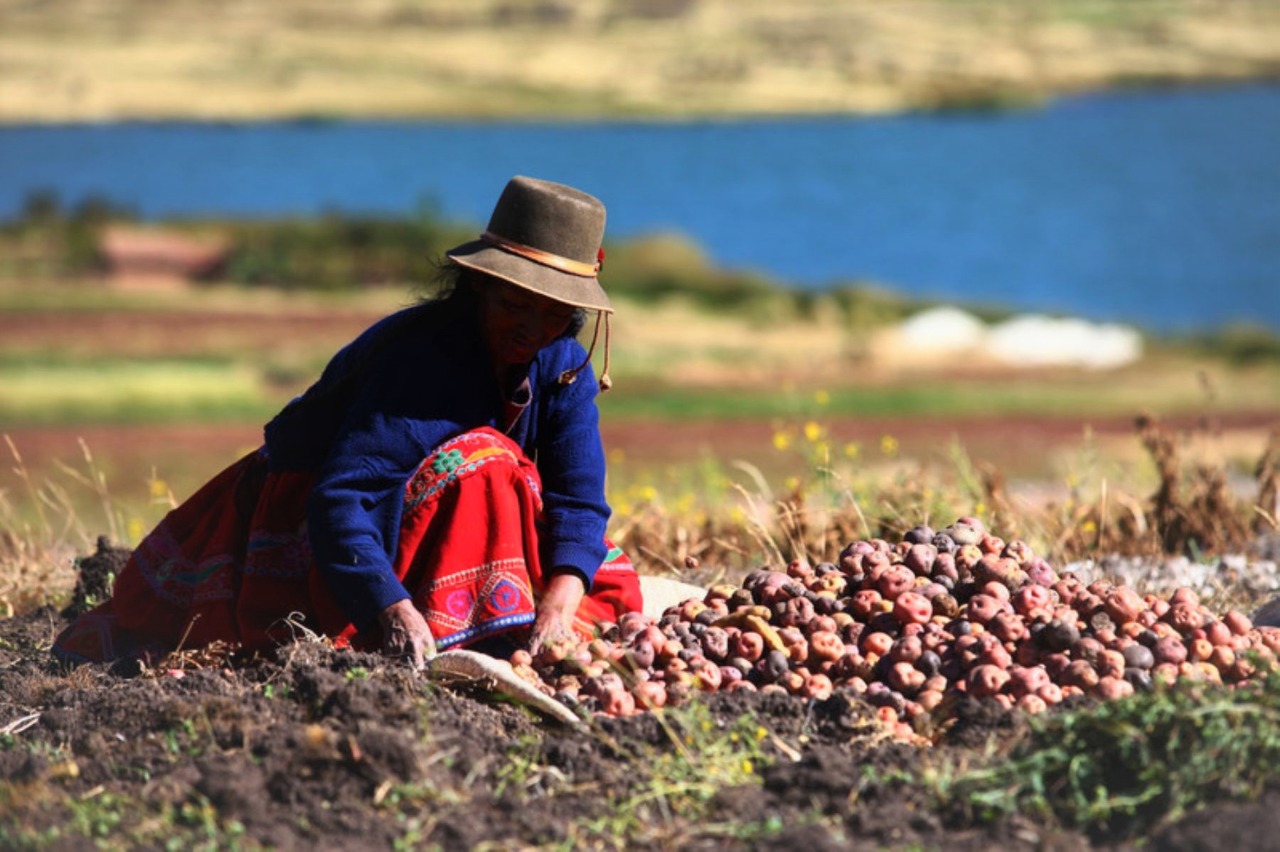Sector agropecuario creció 11.1% en julio. Foto: Andina
