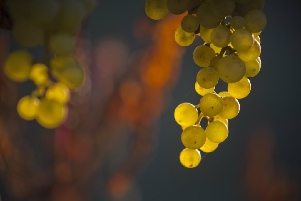 Existe varios tipos de uvas y todas son aceptables para esta tradición.