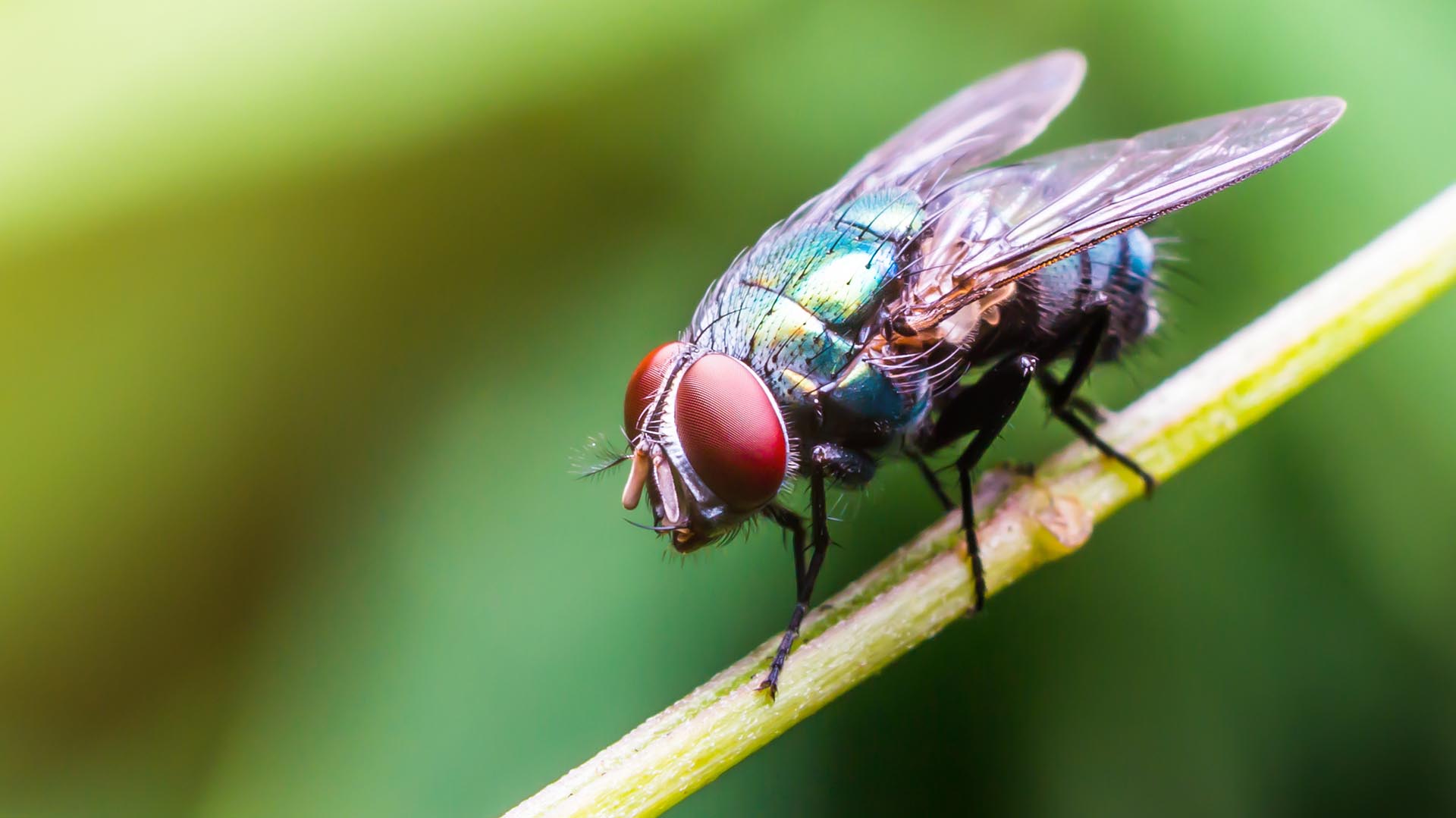 Entre 2004 y 2017, la cantidad de insectos voladores en el Reino Unido disminuyó en un 58,5%
(Getty Images) 