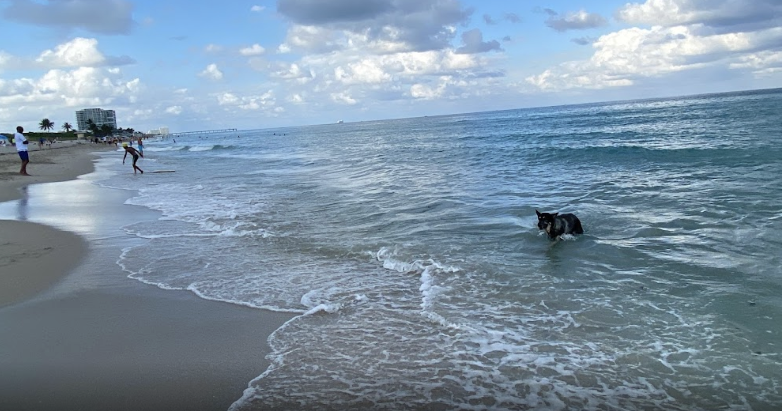 Tu perro puede darse un chapuzón sin corre en algunas playas de Miami.