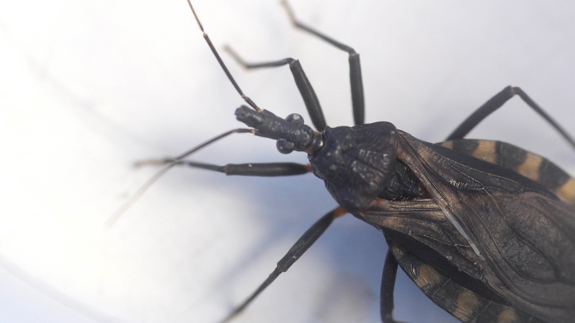 El Chagas, frecuentemente, es considerada una “enfermedad silenciosa o silenciada”, ya que la mayoría de los infectados son asintomáticos o tienen síntomas leves  (Fernando Calzada)