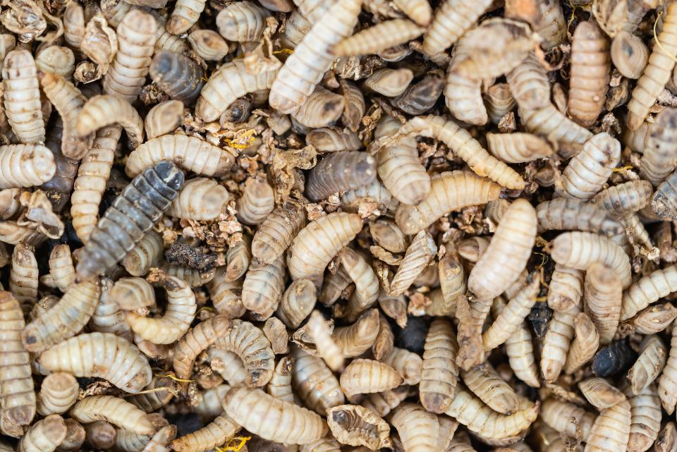 Las larvas de la mosca soldado pueden comer casi de todo y producir grandes cantidades de proteína que se usa para alimento animal.