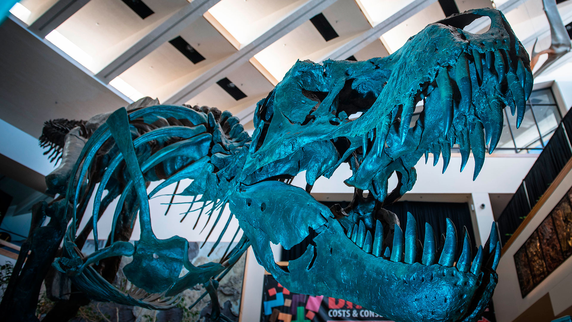 La increíble historia detrás del Tyrannosaurus Rex récord de USD 32  millones: paleontólogos furiosos, un comprador secreto y la pelea a muerte  entre los hermanos que encontraron el fósil hace 30 años - Infobae