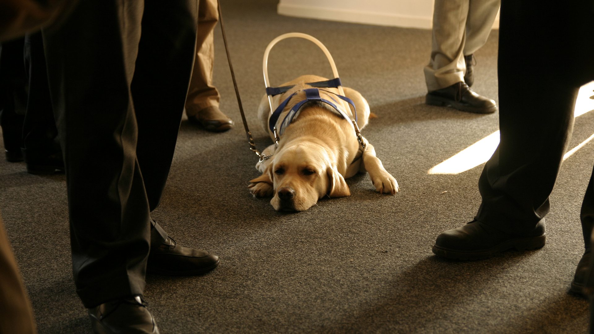 Los perros guía sí pueden viajar en la cabina de los aviones (Getty Images)