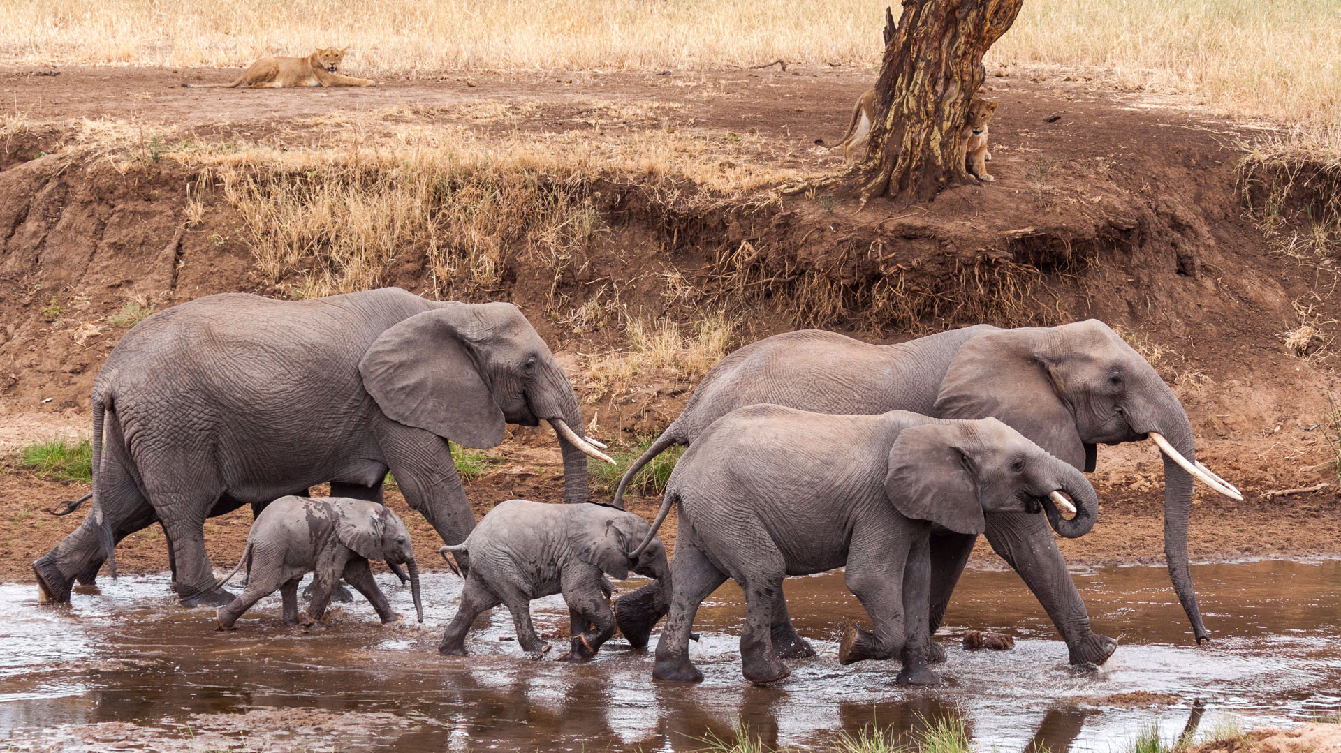 Por qué los elefantes son clave en la lucha contra el cambio climático