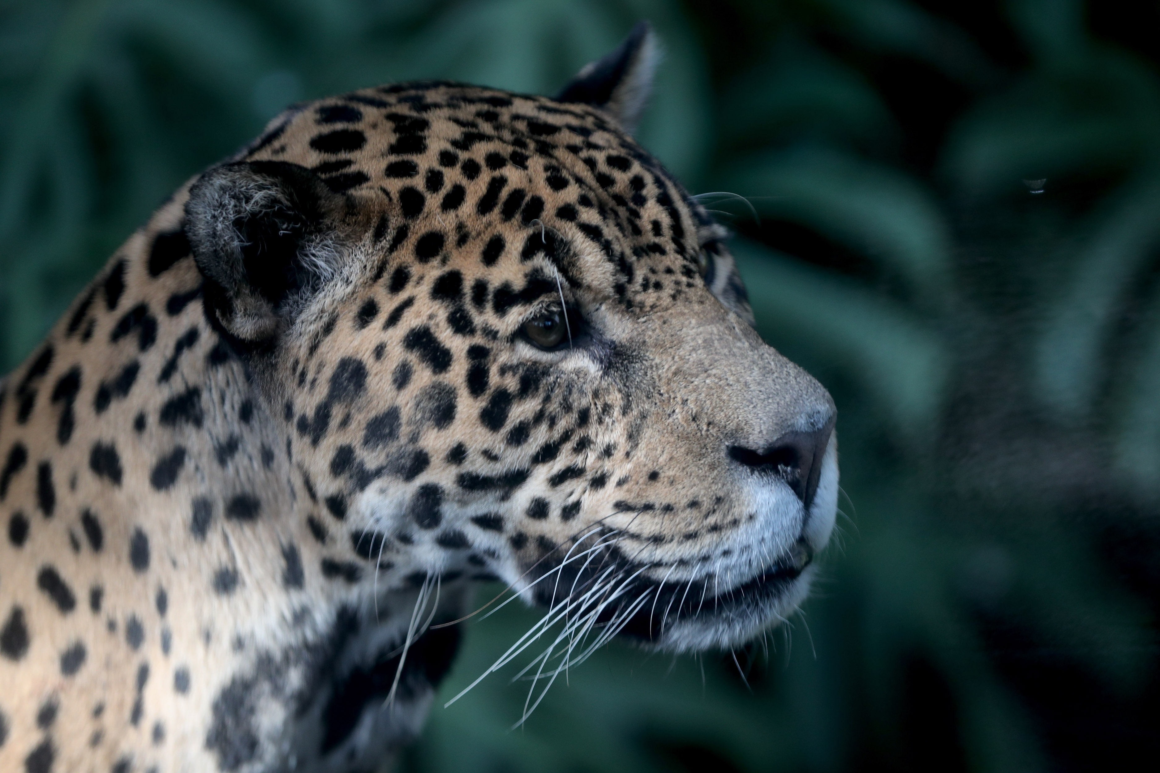 Autoridades buscan al responsable de cazar un jaguar en Putumayo