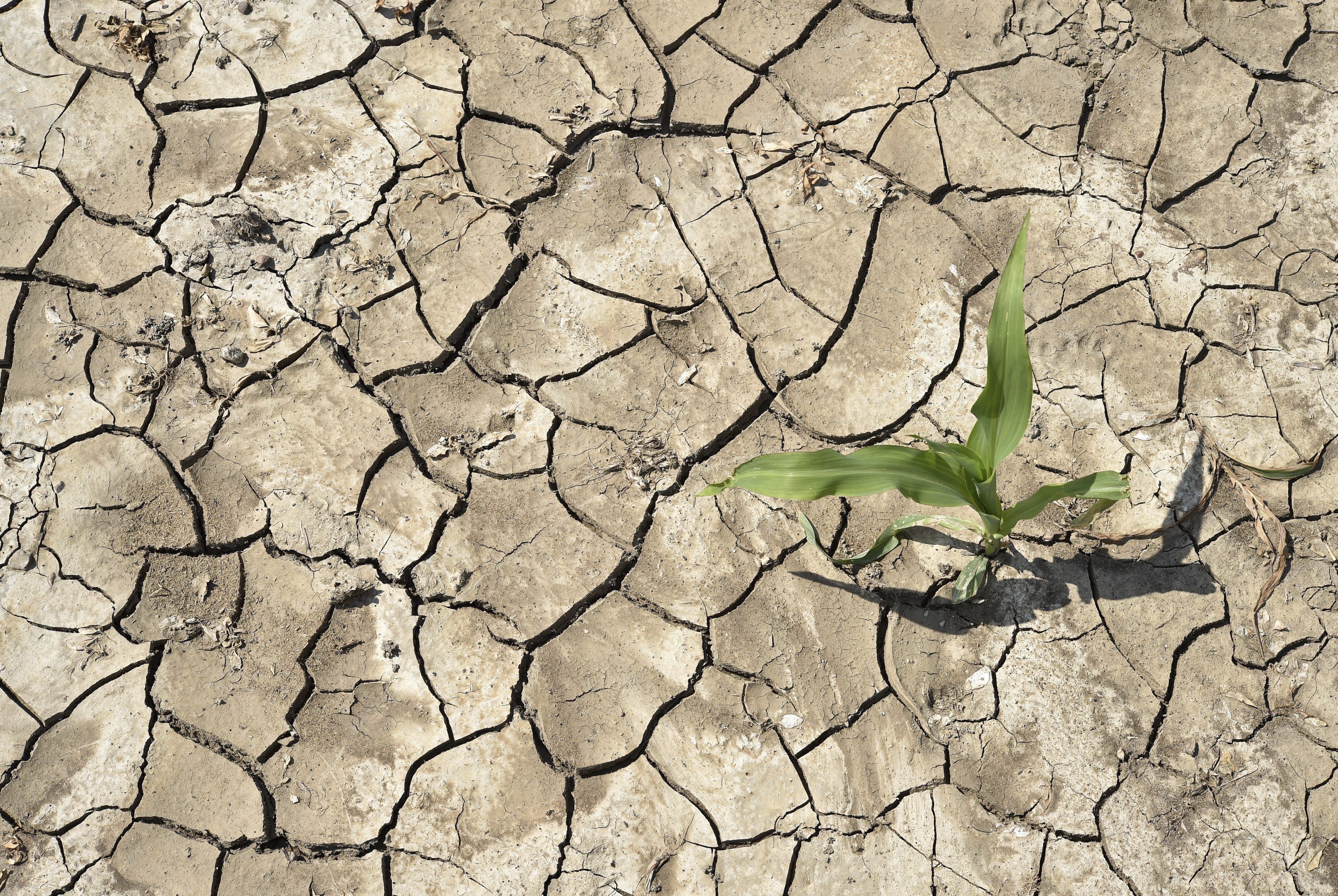 La menor evaporación provocada por la sequedad del suelo puede afectar el balance energético de la superficie terrestre, con implicaciones para la precipitación local y a favor del viento (EPA/PATRICK PLEUL)
