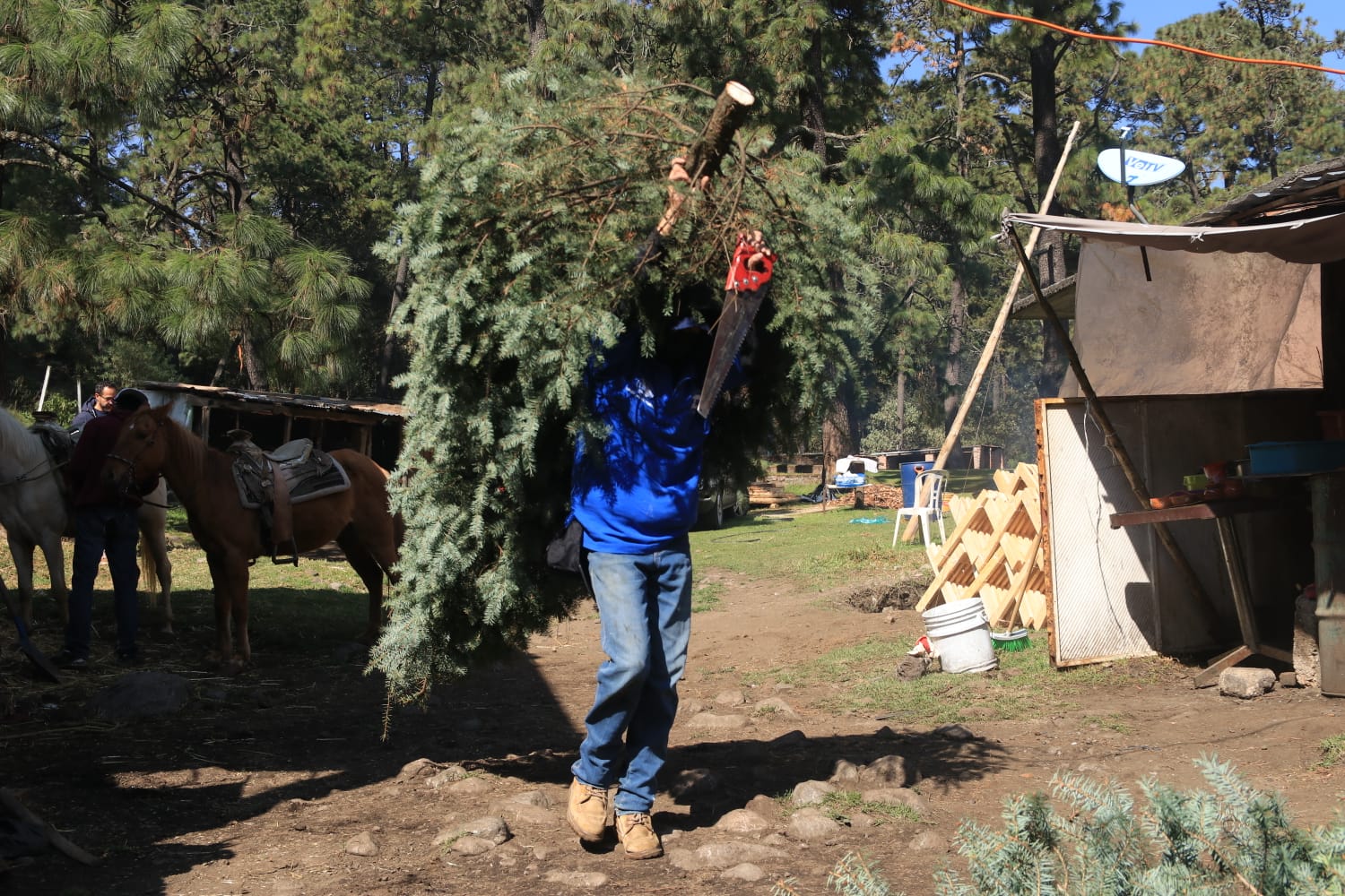 CDMX: qué hacer con el árbol de Navidad después de las fiestas decembrinas  - Infobae