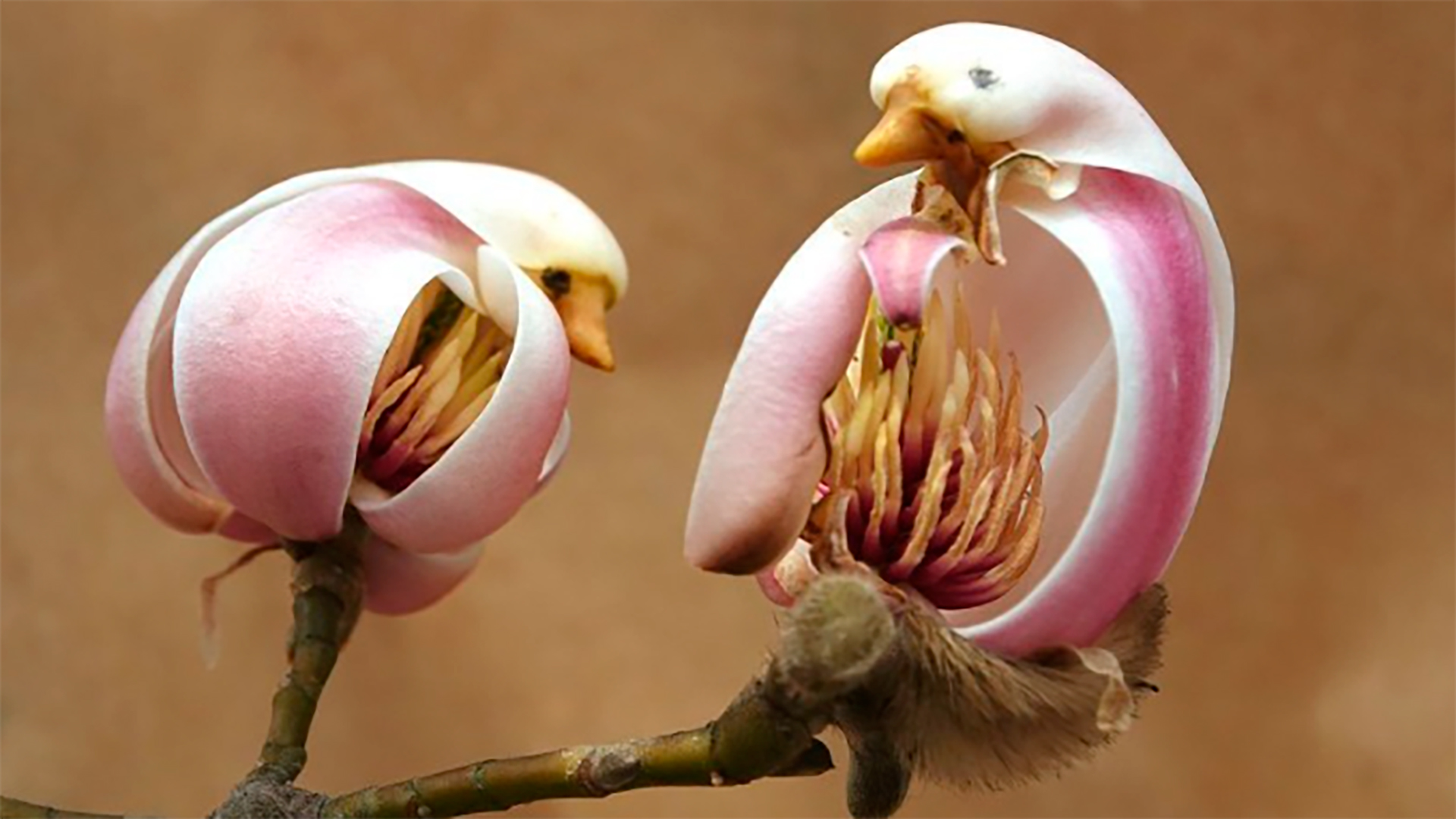 Es un pájaro o una flor? Alucinantes imágenes de la magnolia que parece un  ser vivo - Infobae