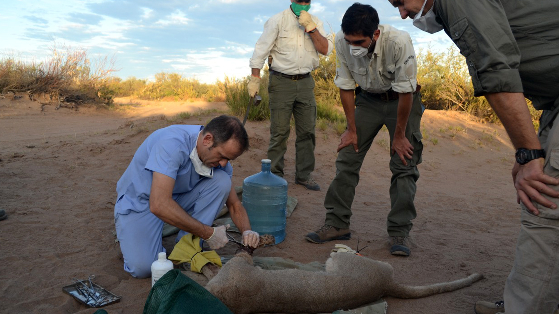 Es una puma de unos tres años que se encontraba gravemente herida. Sin embargo, logró recuperarse en una reserva de Calamuchita, en Córdoba